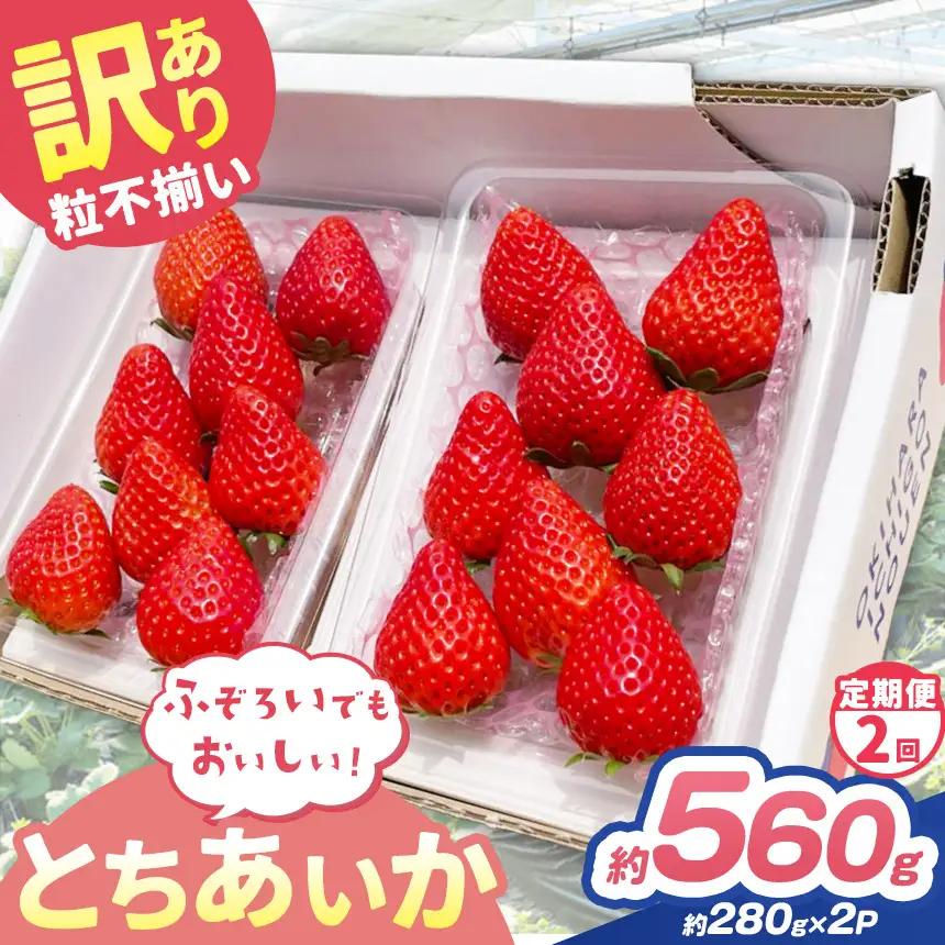 【定期便2回】訳あり 粒不揃い とちあいか 560g (280g×2P) | 栃木県 矢板市 澳原いちご農園