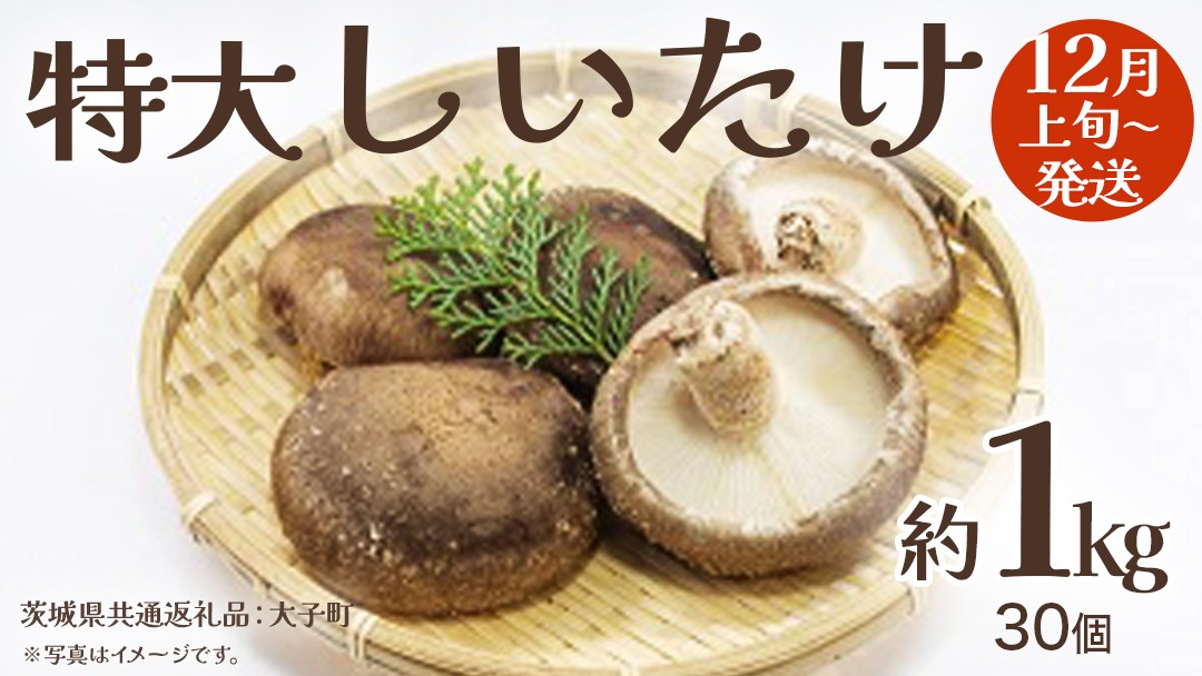 
            特大 しいたけ 約1kg (30個)【2025年12月上旬発送開始】(茨城県共通返礼品：大子町) 肉厚 椎茸 ステーキ 天ぷら 鍋料理
          