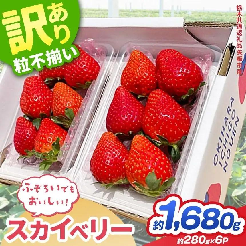 【先行予約】訳あり スカイベリー いちご 約 280g × 6P 栃木県共通返礼品