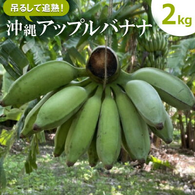 【ふるさと納税】【栽培期間中農薬不使用】吊るして追熟!飾れる沖縄アップルバナナ2kg【1640917】