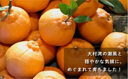 「不知火」袋掛け 3kg / 柑橘 柑橘類 不知火 しらぬい 人気柑橘 フルーツ 柑橘フルーツ 長崎県産柑橘 長崎 フルーツジャム 柑橘ジャム かんきつ しらぬい 袋掛け不知火 【おだ農園】[OAG0