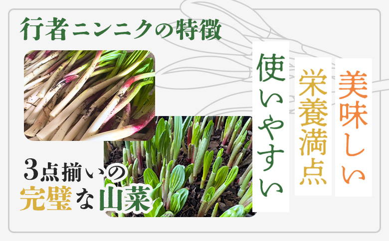 【ハーブとして最適】行者にんにく3袋（葉部・茎部）グリーン行者×2袋 ホワイト行者×1袋 | オンライン 申請 ふるさと納税 北海道 中標津 ハーブ 香草 行者ニンニク にんにくの芽 長期保存 山菜 