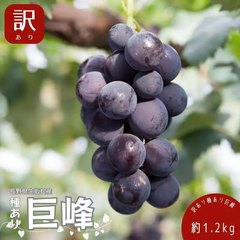 【2026年先行予約】 訳あり巨峰 約1.2kg（3~5房）株式会社野の香 | 訳あり巨峰 種あり