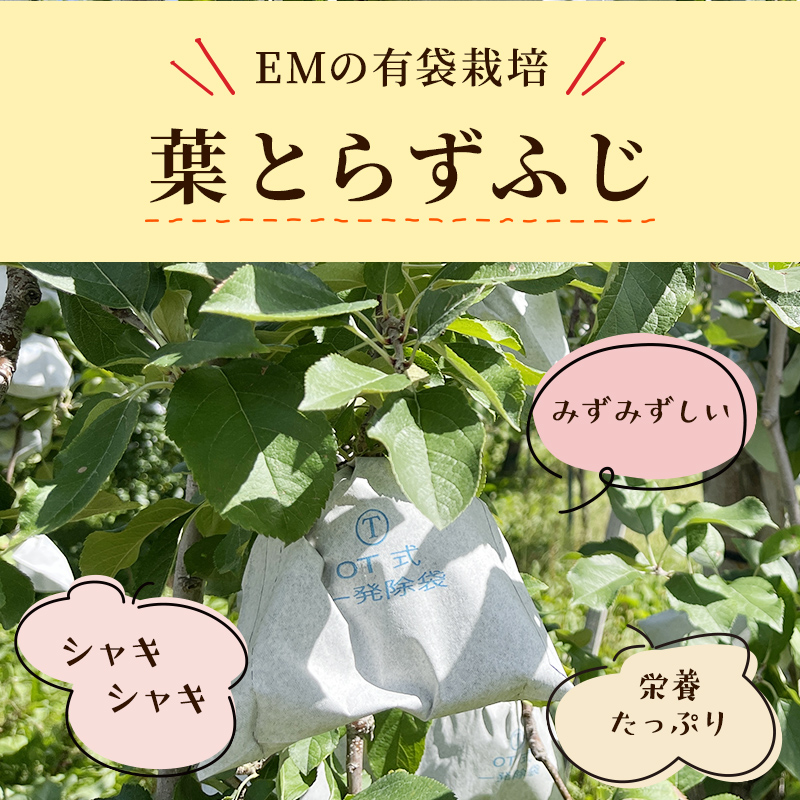 りんご 【 5月発送 】 贈答用 EM 葉取らず ふじ 約 5kg ( 有袋栽培 CA貯蔵 )【 弘前市産 青森りんご 】 リンゴ 果物 青森 弘前 贈答