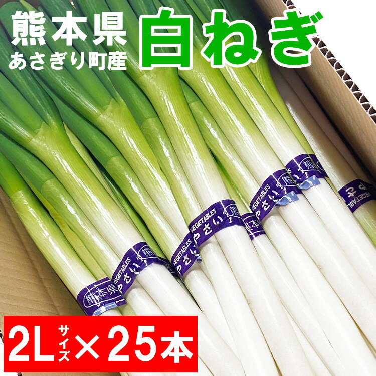 【ふるさと納税】熊本県あさぎり町産　白ねぎ「球磨美人」2Lサイズ×25本　お届け時期：2025年8月上旬より順次発送【白葱/白ネギ/長ねぎ/長葱/長ネギ】