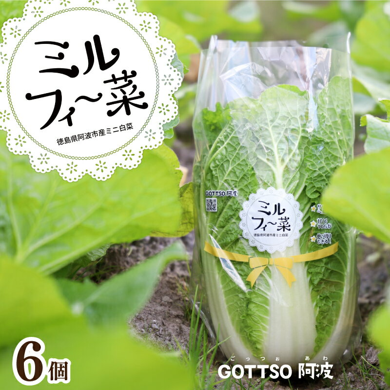 【ふるさと納税】 白菜 はくさい 6個 セット ミニ白菜 11月上旬から2月末まで発送 ハクサイ 野菜 葉物野菜 葉物 旬 国産 生食 甘い ヘルシー 漬物 鍋 鍋料理 煮込み料理 徳島 ミルフィー菜
