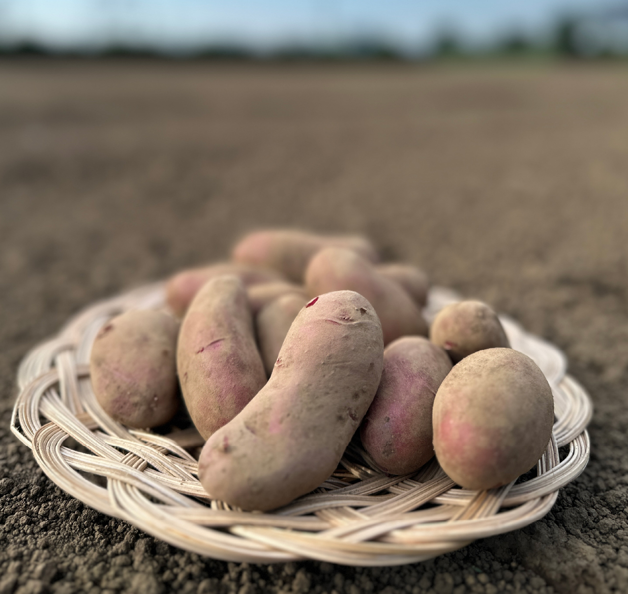 ＜定期便＞Farm Prideが育てた旬の野菜定期便 計5回 | 埼玉県 所沢市 人参 にんじん ニンジン キャロット じゃがいも キタアカリ インカのめざめ ノーザンルビー 里芋 枝豆 野菜 緑黄色