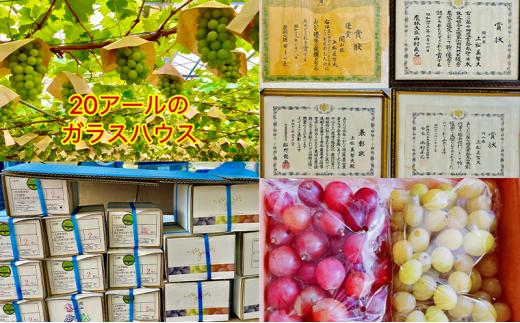 ぶどう 2026年 クイーンニーナ シャインマスカット 厳選 秀品 粒だけ 約1kg 農林大臣賞受賞 岡山 国産 果物 フルーツ シャイン マスカット 2026年8月上旬から発送