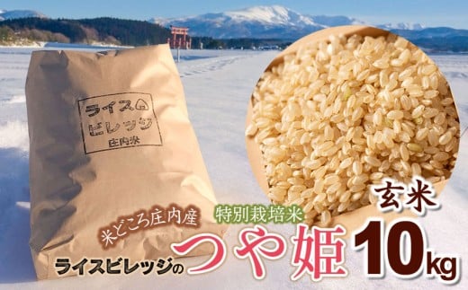 【令和7年産】【新米】 米どころ庄内産 ライスビレッジの特別栽培米 つや姫 玄米10kg　K-7117