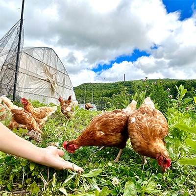 【毎月定期便】ハッピープレイスの自然卵【ハッピーたまご】20個入り(全12回)【配送不可地域：離島】