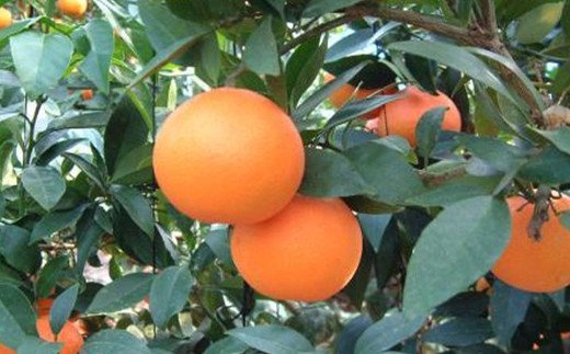 【ふるさと納税】【先行予約】【数量限定】あいか（生果5kg）※離島への配送不可（2025年12月上旬より順次発送予定）【 ふるさと納税 人気 おすすめ ランキング 柑橘 みかん ミカン あいか 愛果 mikan 蜜柑 果物 フルーツ 愛媛県産 愛媛県 伊方町 送料無料 】 IKTBD005