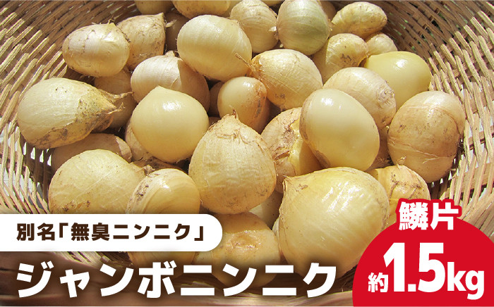 
                  【匂わない！大きなぷっくりニンニク】 無農薬！こだわりのジャンボニンニク (鱗片) 五島市/ぷらっと農園 [PDS002]
                