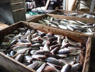 [031003]創業90年！大原かまぼこ店の詰め合わせA