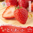 【ふるさと納税】【先行予約】採れたて新鮮 栃木のいちご とちあいか | いちご 栃木 とちあいか 甘い 糖度 旬 新鮮 フルーツ 果物 アレンジ スイーツ　※北海道・沖縄・離島への配送不可　※2025年1月下旬～3月上旬頃に順次発送予定