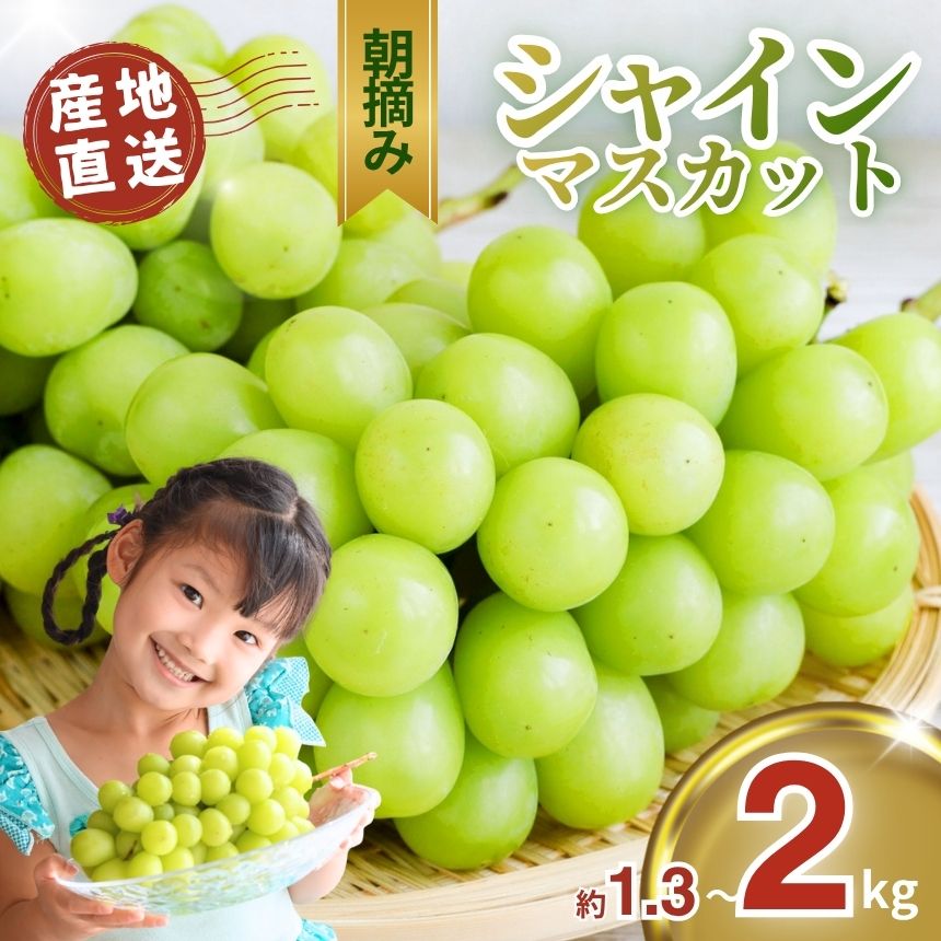 【ふるさと納税】【先行予約】朝摘み直送 シャインマスカット 1.3kg 2kg｜ぶどう ブドウ 葡萄 シャイン マスカット 種なし 皮ごと 国産 おいしい フルーツ 果実 果物 デザート お取り寄せ ご褒美 真岡市 栃木県 限定 送料無料