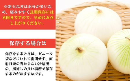 新玉ねぎ 訳あり 5kg  新玉ねぎ シルクオニオン 新玉ねぎ 玉ねぎ愛媛県 愛南町青果市場