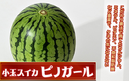 【先行予約】 安心安全！減農薬！こだわり農法で育てた至高のピノガール (小玉スイカ) 2玉 (1玉あたり：1.3kg以上) 【2026年7月中旬以降順次発送予定】 【スイカ 西瓜 すいか デザート 果