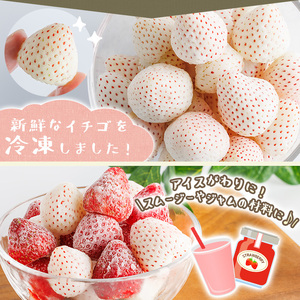 No.646-C 冷凍紅白いちご(約500g×2袋・計約1kg) 国産 鹿児島 日置市 加工品 苺 イチゴ いちご 冷凍 果物 くだもの フルーツ 小粒 冷凍果実 アイス スムージー シロップ ジャム