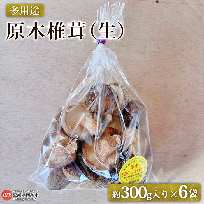 【ふるさと納税】＜多用途 原木椎茸（生）300g入り×6袋＞ ※2025年11月上旬～2026年1月末迄に順次出荷 しいたけ シイタケ どんこ キノコ きのこ 国産 野菜 料理 佃煮 鍋 天ぷら 煮付け おつまみ セット 小分け 詰め合せ SGK組合 たのしいたけ園 愛媛県 西条市 【冷蔵】
