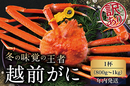 【年内発送】越前がに（オス）「ずわいがに」大サイズ（800g-1kg） 訳あり 1杯