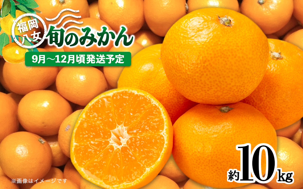 【先行受付】九州・福岡フルーツ王国八女　産地直送！旬のみかん　約１０ｋｇ【2025年9月～12月頃発送】＜配送不可：北海道・沖縄・離島＞