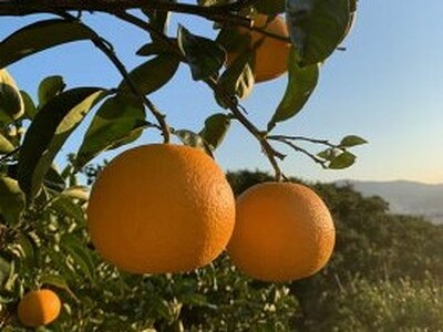 【2027年先行予約】和歌山県産 有田の八朔 (はっさく) 約10kg 【Mサイズ】まごころ手選別 _ZE6074n