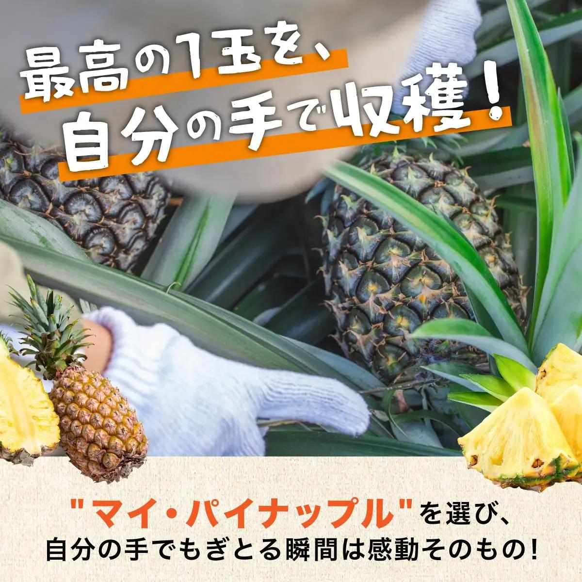 パイン収穫体験参加クーポン