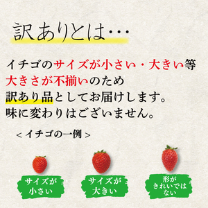 訳あり いちご 1.6kg 果物 フルーツ よつぼし 限定品 特別栽培 ストロベリー スイーツ お菓子 ケーキ 阿波市 徳島県