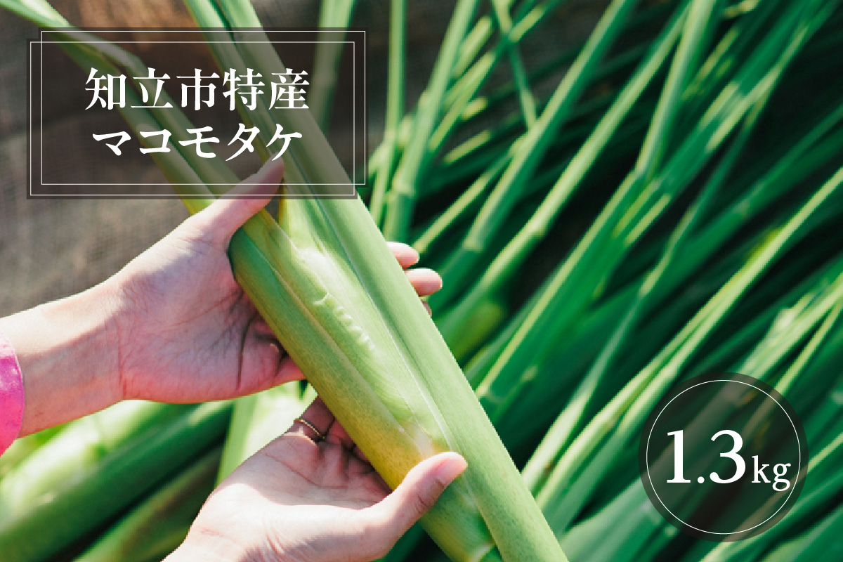 知立市特産　マコモタケ(1.3kg)　（7～10本）（3395）