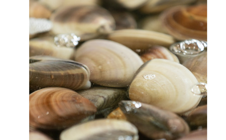 活はまぐり約1.5kg (40-60gサイズ)_蛤 ハマグリ 海鮮 貝 出汁 だし