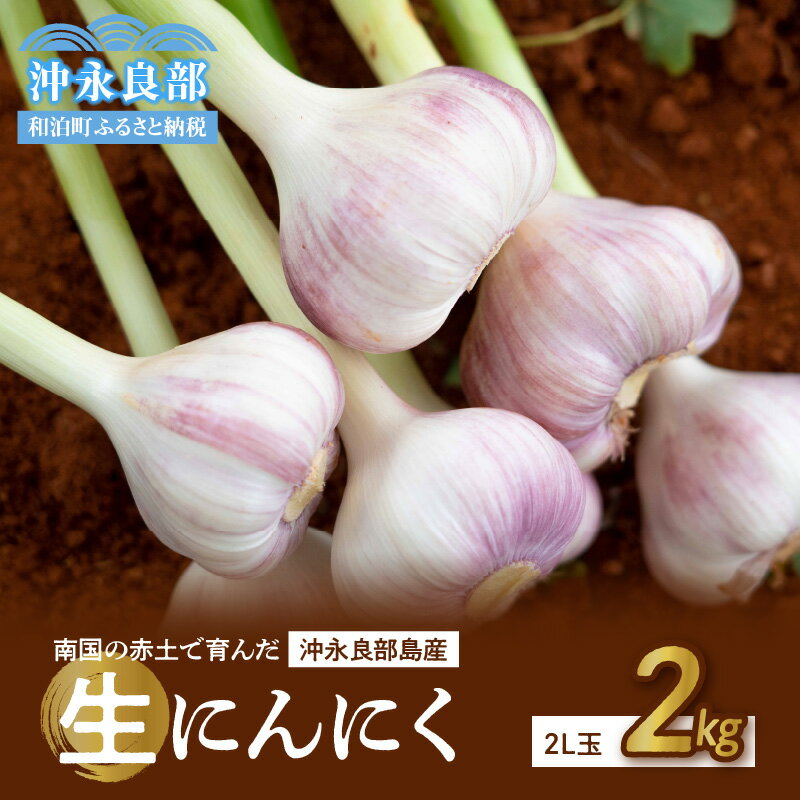 【ふるさと納税】【2026年先行予約 期間限定】 生にんにく 2L玉 2kg 24個 ～ 28個 農家厳選 南国の赤土で育んだ 3月下旬 ～ 4月下旬 にんにく 野菜 数量 限定 貴重 沖永良部 秀品 濃厚 おつまみ 肉厚 新鮮 国産 島農園 鹿児島 和泊町 おすすめ ランキング プレゼント ギフト