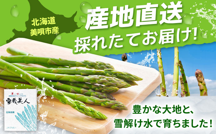 【春アスパラ】雪蔵美人 アスパラガス 計1.5kg（2L・L） | アスパラ グリーンアスパラ アスパラガス 北海道 春野菜 | JAびばい [BOCC004]