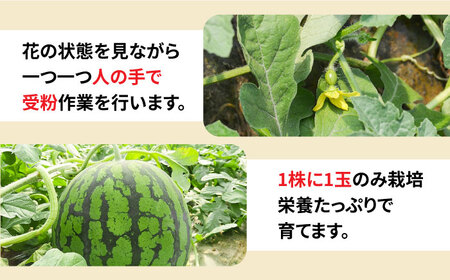 【2026年5月下旬-発送】大玉羅皇 スイカ 1玉 [SBA013] すいか