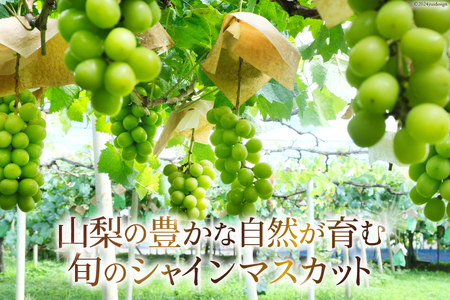 【期間限定発送】ぶどう 山梨県産 シャインマスカット1kg以上 2房  [株式会社えべし 山梨県 中央市 21470877] フルーツ 果物 くだもの ブドウ シャイン マスカット 葡萄 期間限定 季