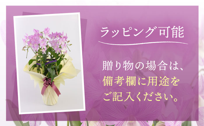 【お中元対象】【10セット限定】デンファレ（洋蘭）5本立ち 糸島市 / 和饗エコファーム [AVI003]