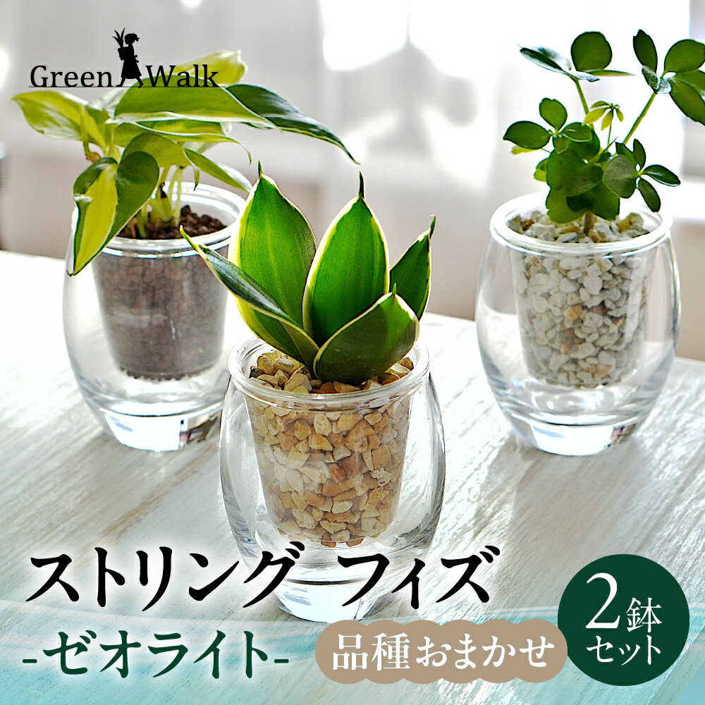 【ふるさと納税】ストリング フィズ ゼオライト植え 2鉢セット インテリア 緑 グリーン 植物 簡単 初心者 かわいい 自然 おしゃれ 観葉植物 送料無料 Green Walk グリーンウォーク 愛知県 豊橋市