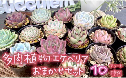 【10月発送】多肉植物 エケベリア おまかせセット 10種類 セット 観葉植物 【先行予約】種類 人気 おすすめ 高評価 プレゼント 贈答 贈り物 サボテン 鉢 セット 韓国苗 多肉 多肉専科 エケベリアセット 京都府 舞鶴市 イロニカル