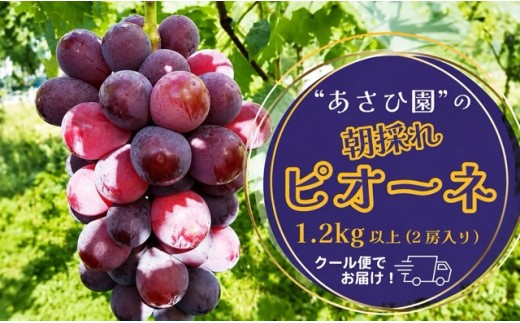 
                  【2026年先行予約】［あさひ園］の朝採れピオーネ 1.2kg以上（2房入り）
                