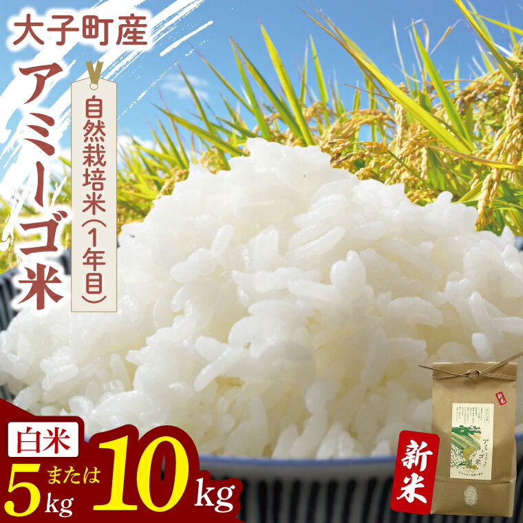 【ふるさと納税】【先行予約】【11月中旬より順次発送予定】【選べる内容量】令和7年産 新米 5kg or 10kg アミーゴ米 【白米】（コシヒカリ・天日干し米・自然栽培米 （1年目）｜茨城県 大子町 袋田 米 精米 おだがけ米 はざがけ米 いねかけ米（CA016)