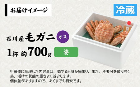 【姿】【成前特選】美味しさ直送！北陸産毛ガニ700ｇ前後×1杯（オス） [D-028007_01]