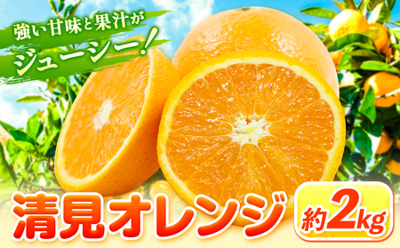 清見オレンジ 2kg ときわオンライン【先行予約】