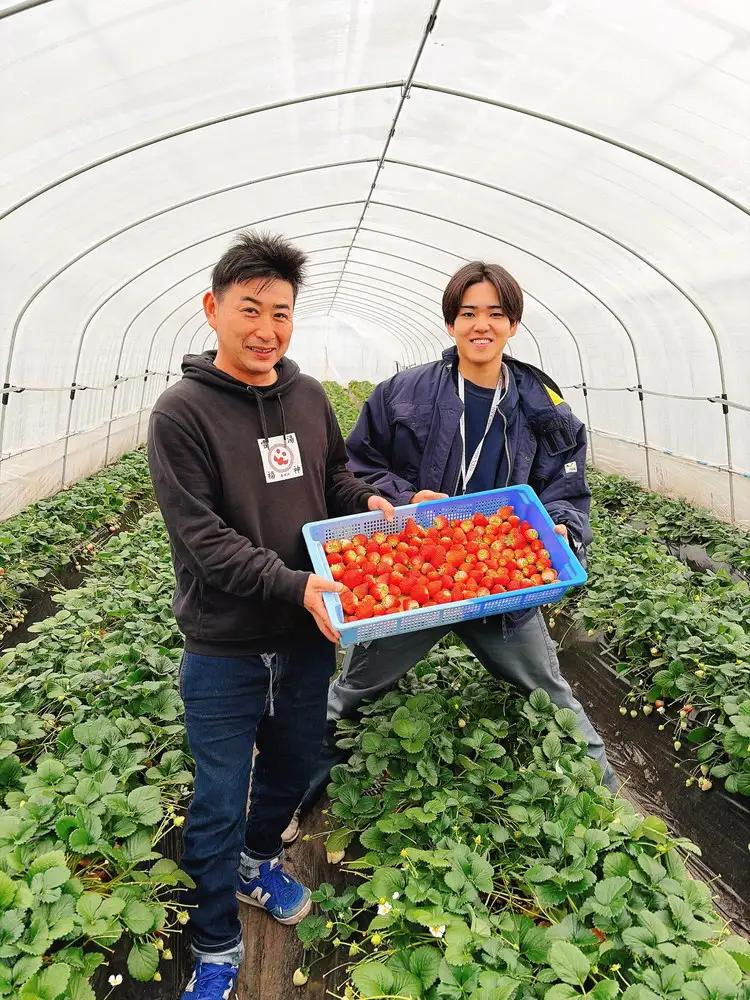 栃木県産とちあいか　1kg　イチゴ 苺 栃木県 果物 くだもの フルーツ スイーツ ギフト｜栃木県共通返礼品 栃木県産 ※2027年1月～発送