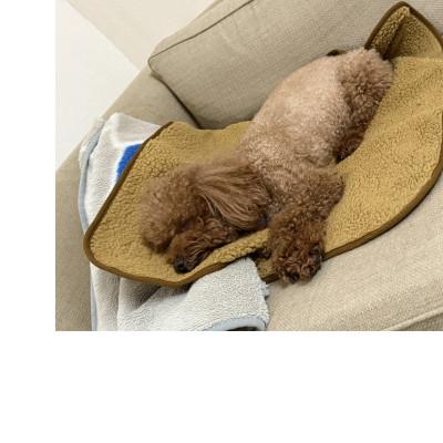 ふるさと納税 上牧町 alberton社　赤外線を吸収して発熱するsliva knitわんにゃんブランケット　グレー |  | 02