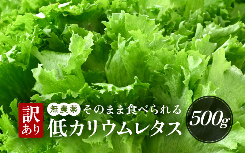 
【訳あり】低カリウムレタス 500g 不揃い クリーンルーム栽培 無農薬 鮮度長持ち 【野菜 生野菜 レタス サラダ 水耕栽培 洗わず食べられる 時短 付け合わせ 規格外】[m40-a013]
