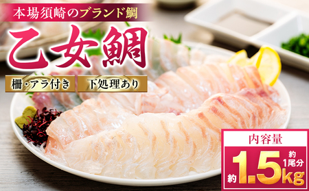 【 鯛 】 乙女鯛 フィーレ 1.5kg