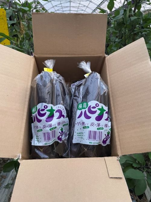 【ふるさと納税】ハピナス 玉名市産 長なす 約3kg（300g～400g×8袋）｜ 野菜 やさい 茄子 なすび とげ無 種少 薄皮 季節野菜 袋詰め 小分け 熊本県 玉名市