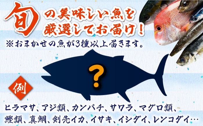 【全3回定期便】対馬 イカ 姿造り と 刺身 の セット 【真心水産】《対馬市》新鮮 海鮮 いか 冷凍 刺身 ケンサキイカ 島魚 海鮮丼 手巻き寿司 [WAK013]