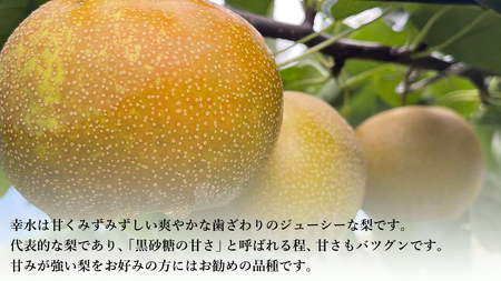 【 先行予約 】茨城県産 梨 幸水 約 5kg 11玉～16玉 ( 茨城県共通返礼品 : 常陸太田市 ) 【 2026年8月中旬発送予定 】