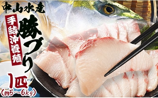 
            【先行受付】ブリ 鰤 1本 5～6kg ぶりフィレ たたき ぶりしゃぶ ブリカマ ブリ 一本 鰤 - ぶり ブリ 刺し身 カマ 切り身 ぶりしゃぶ 鰤漬け 鮮魚 海鮮 魚介類 中山水産 手結沖養殖「勝ブリ」 ny-0010
          