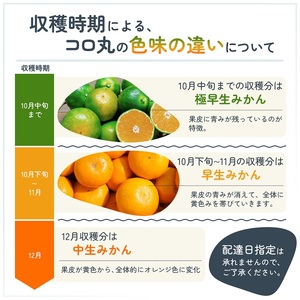 2024年秋よりお届け 瀬戸内　小みかん！コロ丸　約3kg